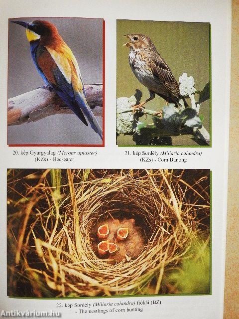 Madarak a Bakonyban I.