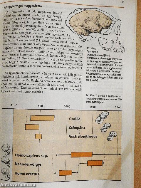 Ádámtól származik az ember?