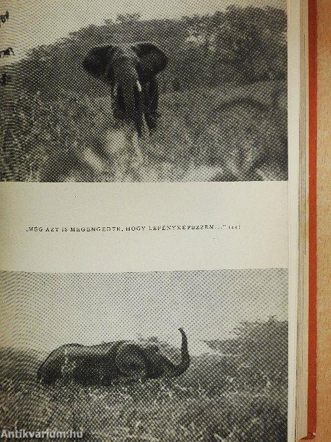 Afrikai tábortüzek