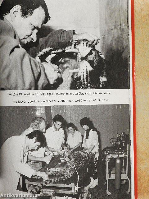 A türelmes elefánt