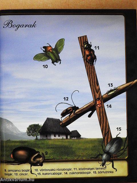 Magyarország állatvilága kicsiknek