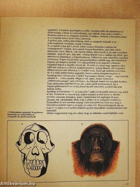 Az emberiség kezdetei