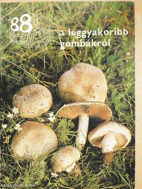 A leggyakoribb gombákról