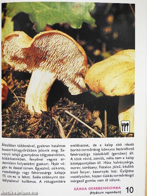 A leggyakoribb gombákról