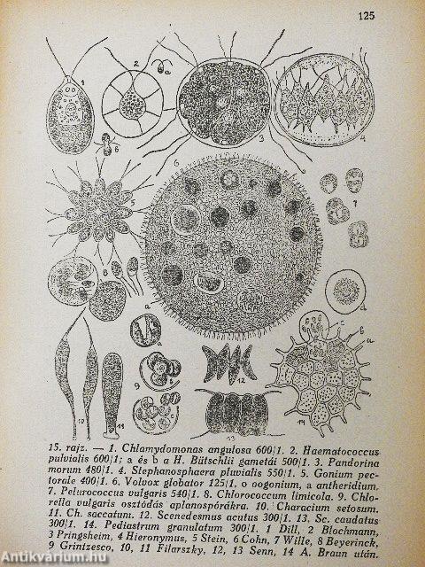 Rendszeres növénytan I.