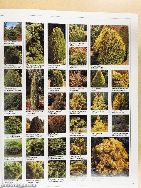 Dísznövény enciklopédia