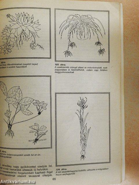 A növényszaporítás ábécéje