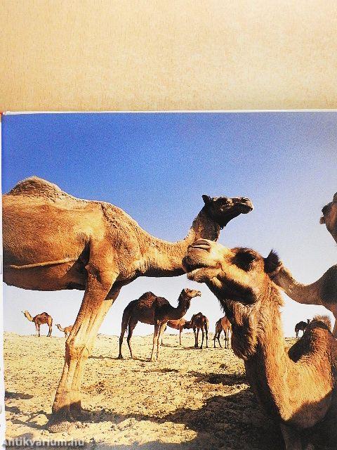 Sivatagok és sarkvidékek