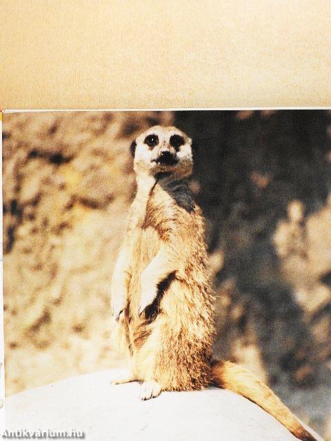 Sivatagok és sarkvidékek