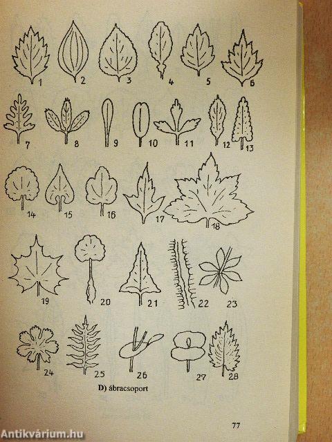 Gyógynövények gyógyhatásai