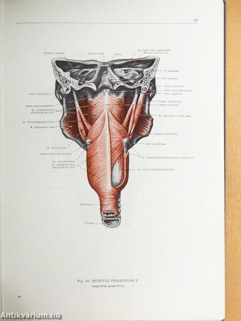 Az ember anatómiájának atlasza 2. (töredék)