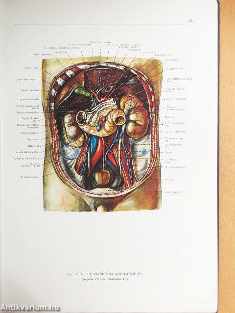 Az ember anatómiájának atlasza 2. (töredék)