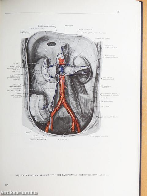 Az ember anatómiájának atlasza 3. (töredék)