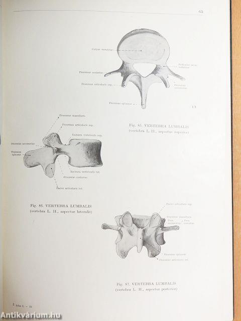 Az ember anatómiájának atlasza I. (töredék)