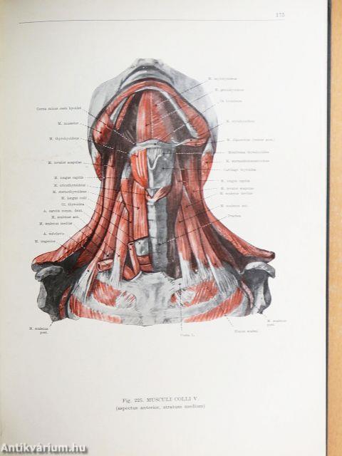 Az ember anatómiájának atlasza I. (töredék)