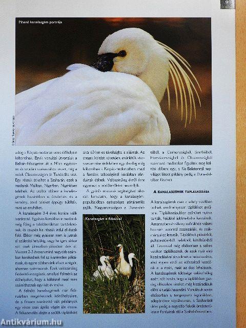 Madártávlat 2007. tél