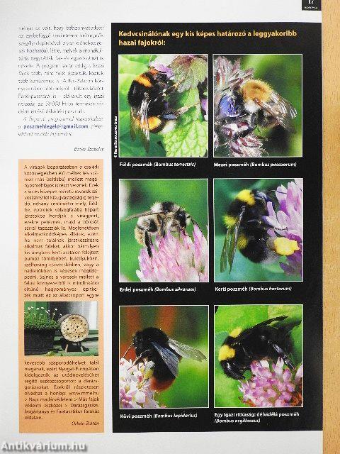 Madártávlat 2012. tavasz