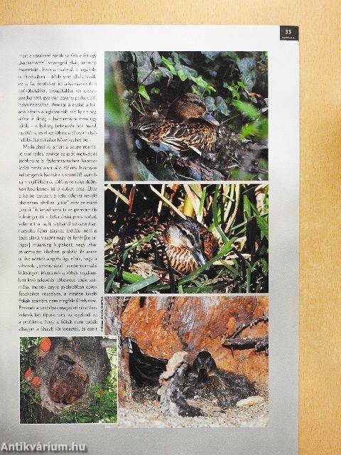 Madártávlat 2012. tavasz