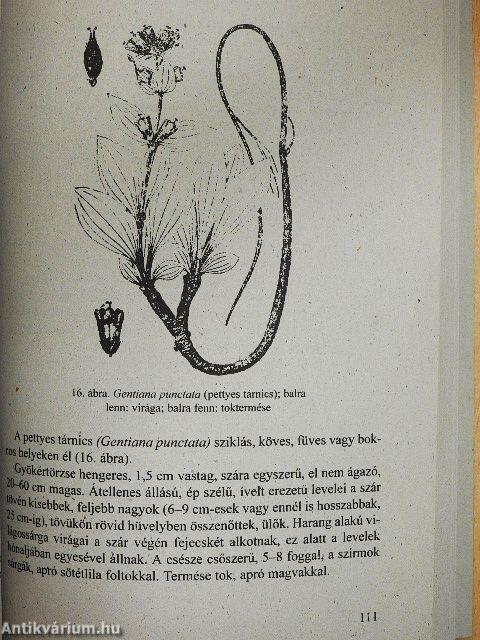 Gyógynövények mint természetes gyógyanyagok