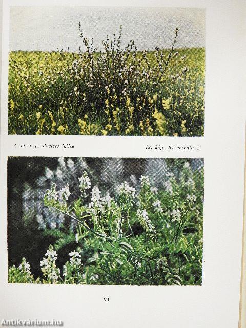 Mérgező és szennyező növények a takarmányban