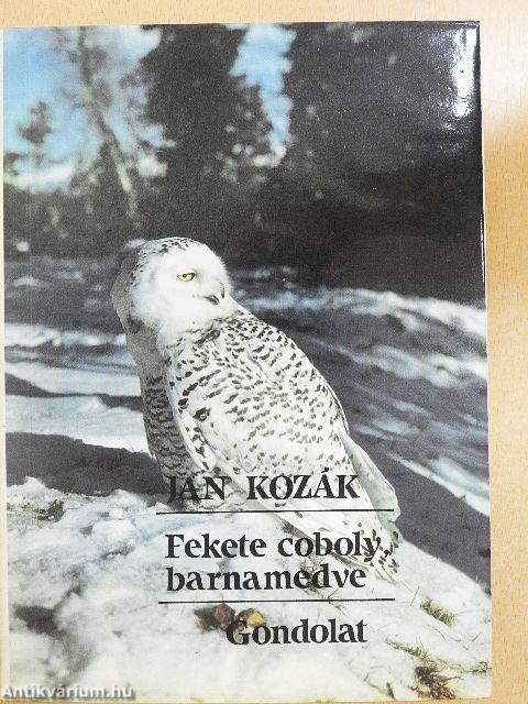 Fekete coboly, barnamedve