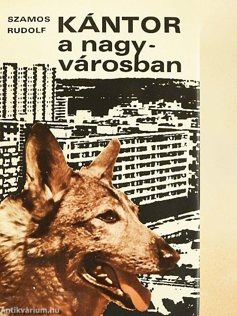 Kántor a nagyvárosban