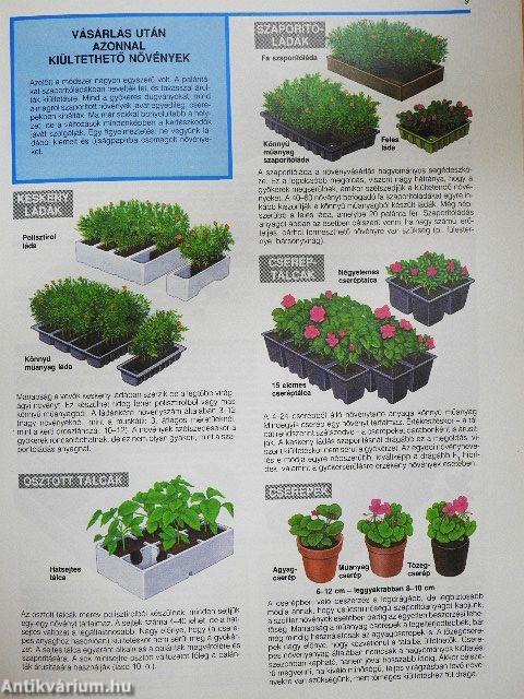 Virágágyi dísznövények