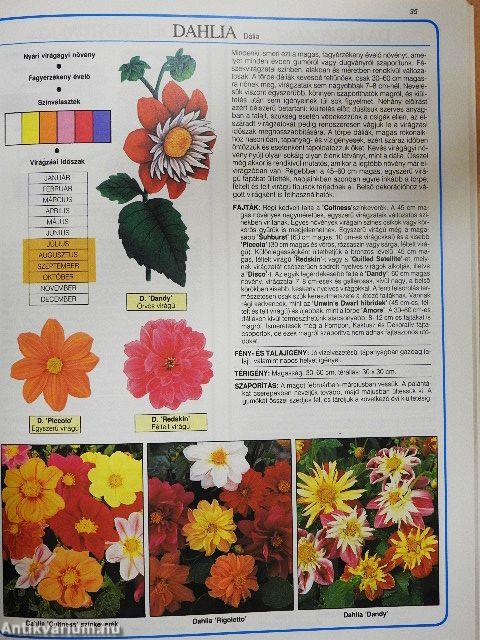 Virágágyi dísznövények