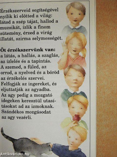 Hogyan működnek érzékszerveink?