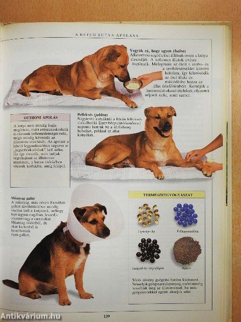 A kutyatartás nagy kézikönyve