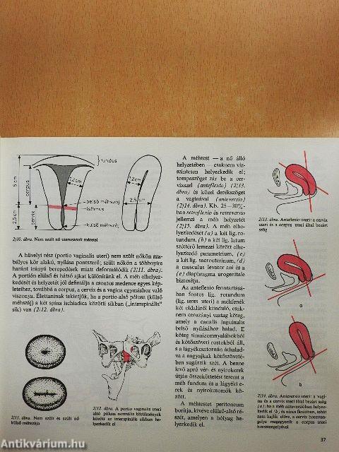 Szülészet-nőgyógyászat 1-3.