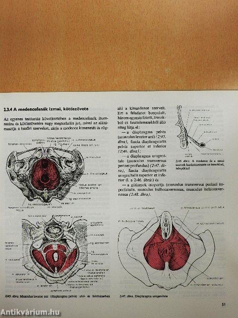 Szülészet-nőgyógyászat 1-3.