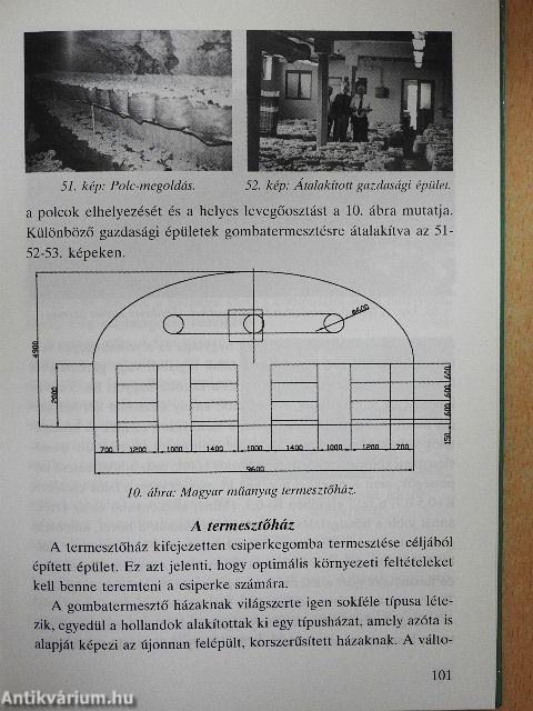 Hogyan termesszünk csiperkegombát?