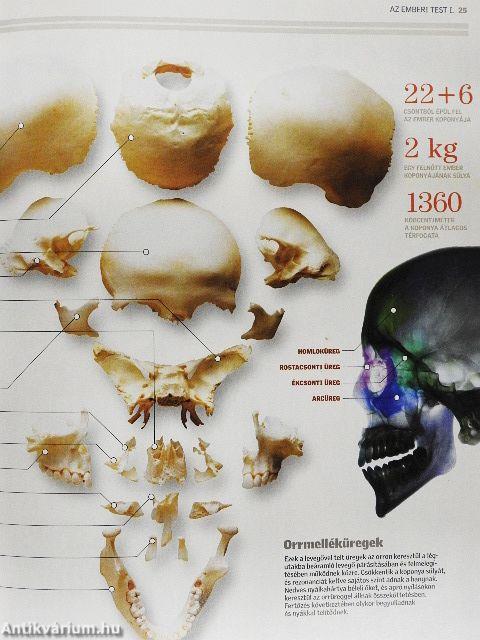 Természettudományi Enciklopédia 12.