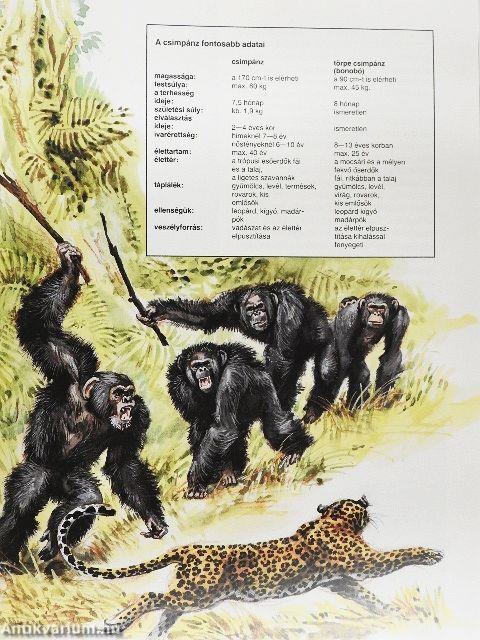 Emberszabású majmok