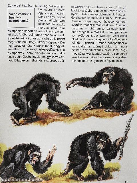 Emberszabású majmok