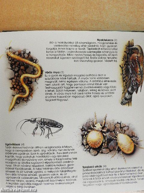 A talaj élővilága