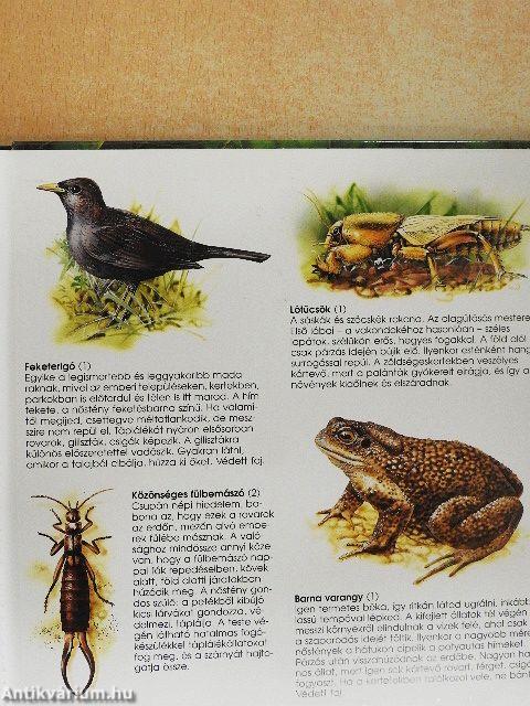 A talaj élővilága