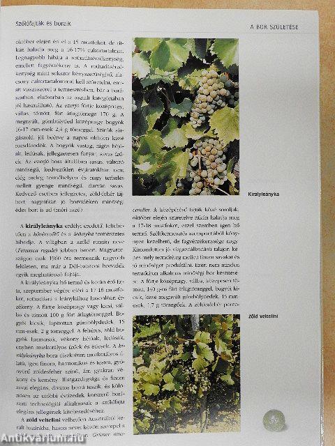 Magyar borok könyve