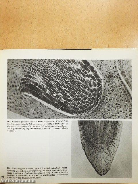 Mikroszkópos növényanatómia