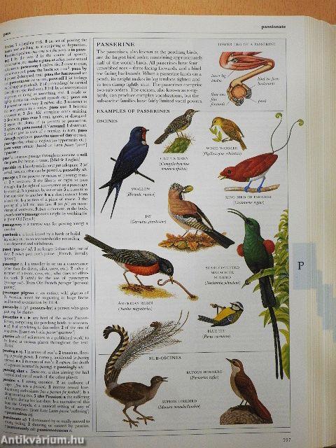 Képes angol szótár