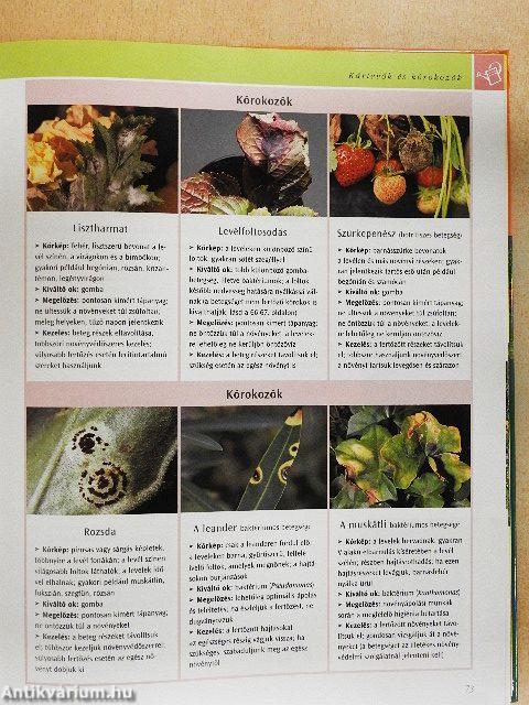 Balkon- és dézsás növények