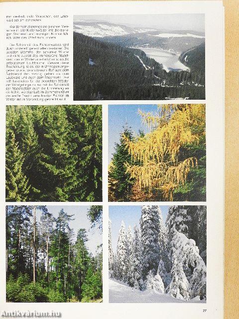 Die Sache mit dem Wald - Lemezzel