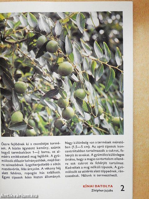 A déligyümölcsökről