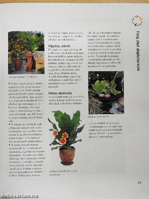 Feng shui - Harmónia szobanövényekkel