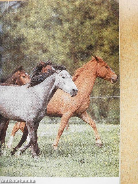 100 kérdés és válasz a lóról