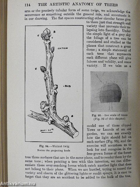 The artistic anatomy of trees