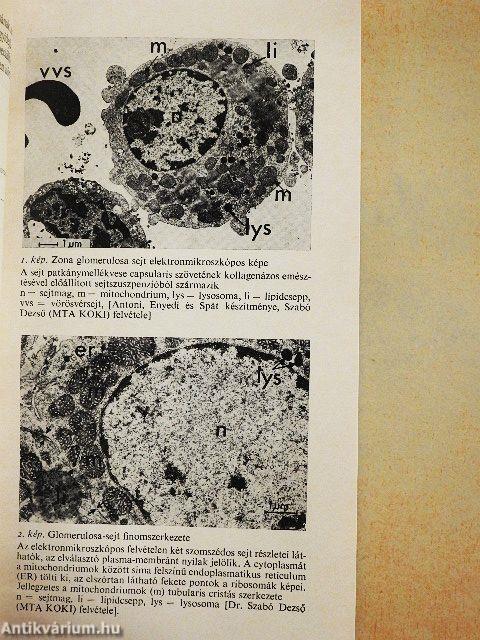 A mellékvesekéreg és a só-vízháztartás