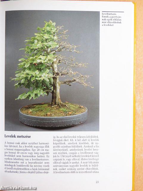 Szép bonsai
