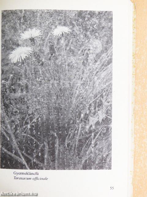 Erdők, mezők patikája